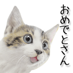 [LINEスタンプ] 関西弁リアル猫3の画像（メイン）