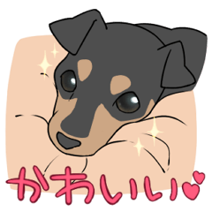 [LINEスタンプ] わんぱくミニピン・チップくん