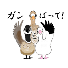 [LINEスタンプ] 野鳥ギャグスタンプ