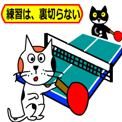 [LINEスタンプ] 卓球をする猫の銀ちゃんの画像（メイン）