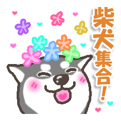 [LINEスタンプ] 柴犬集合！～赤・黒・白柴～