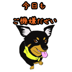 [LINEスタンプ] ベイくんの日常 チワワとダックスのMIX犬